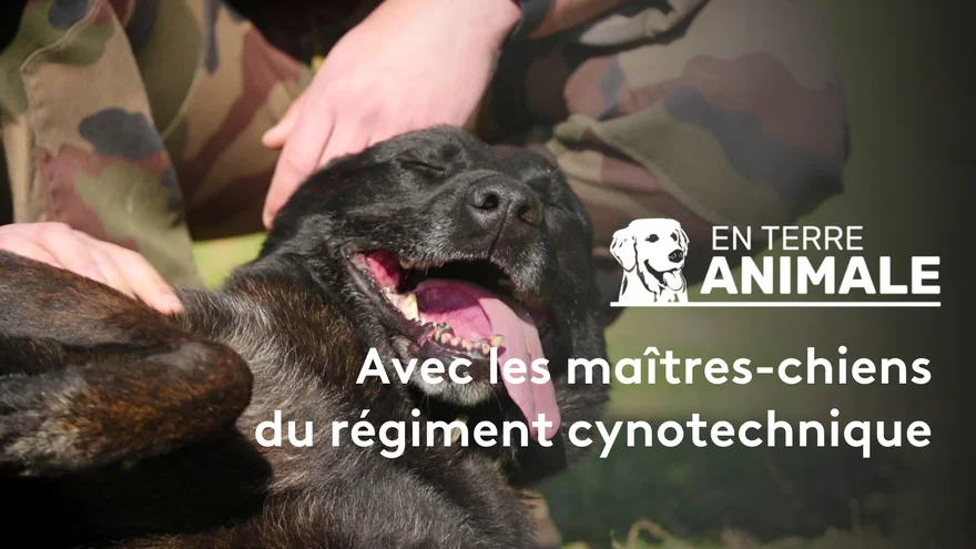 En terre animale France TV (3)